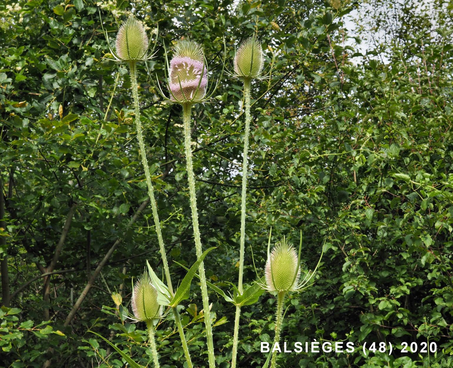 Teasel